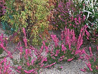 100_2032zi.jpg 100_2032zi.jpg