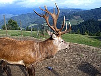 100_6661zi.jpg 100_6661zi.jpg