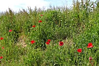 Zi-B31-05-03b.jpg Zi-B31-05-03b.jpg