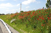 Zi-B31-05-16g.jpg Zi-B31-05-16g.jpg